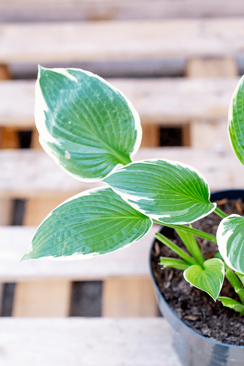 Hosta