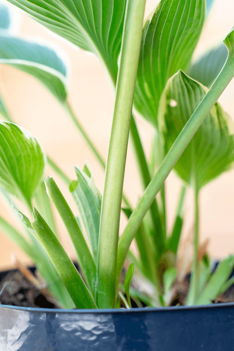 Hosta