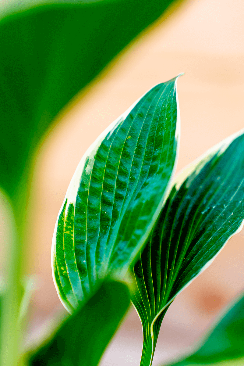 Hosta