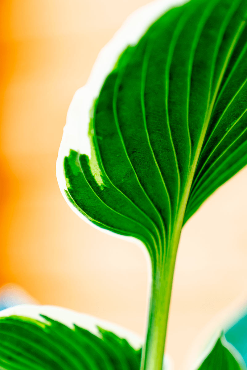 Hosta
