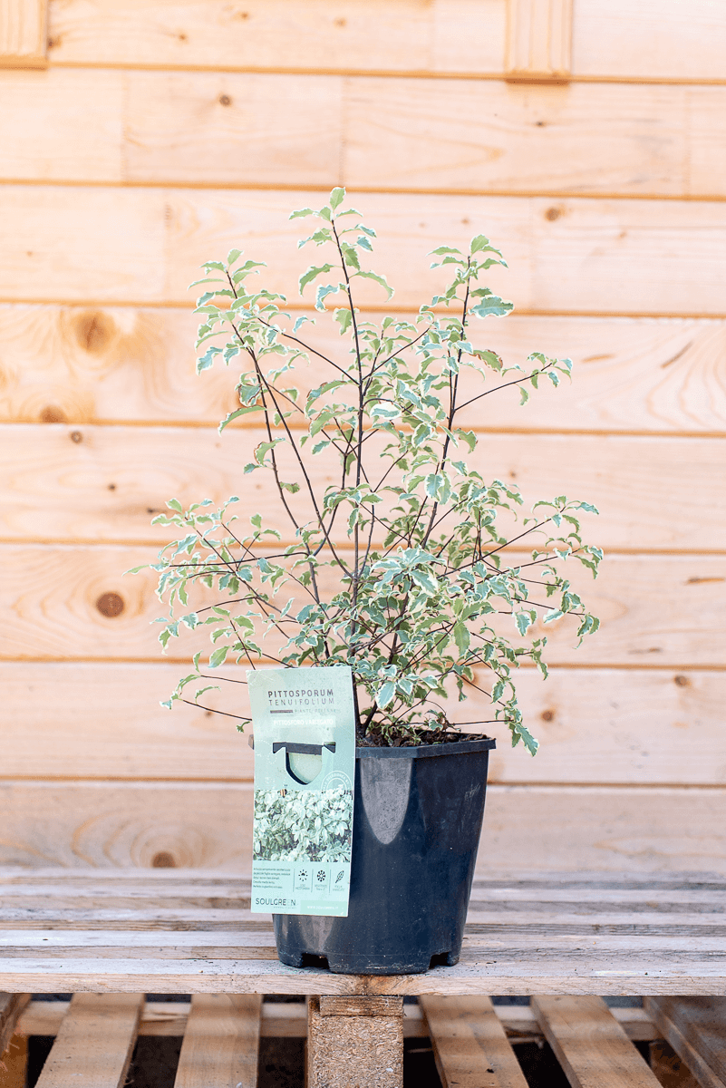 Pittosforo Variegato