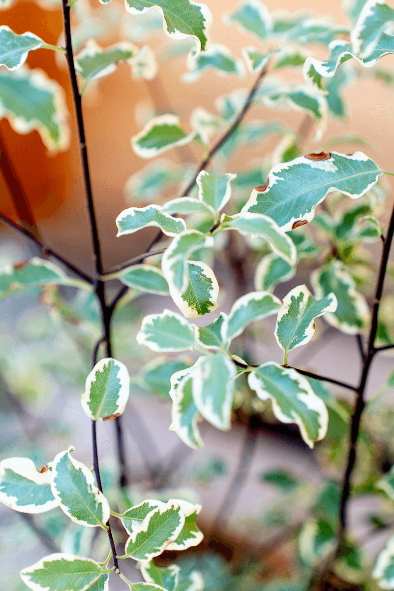 Pittosforo Variegato
