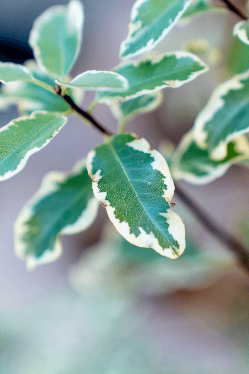 Pittosforo Variegato