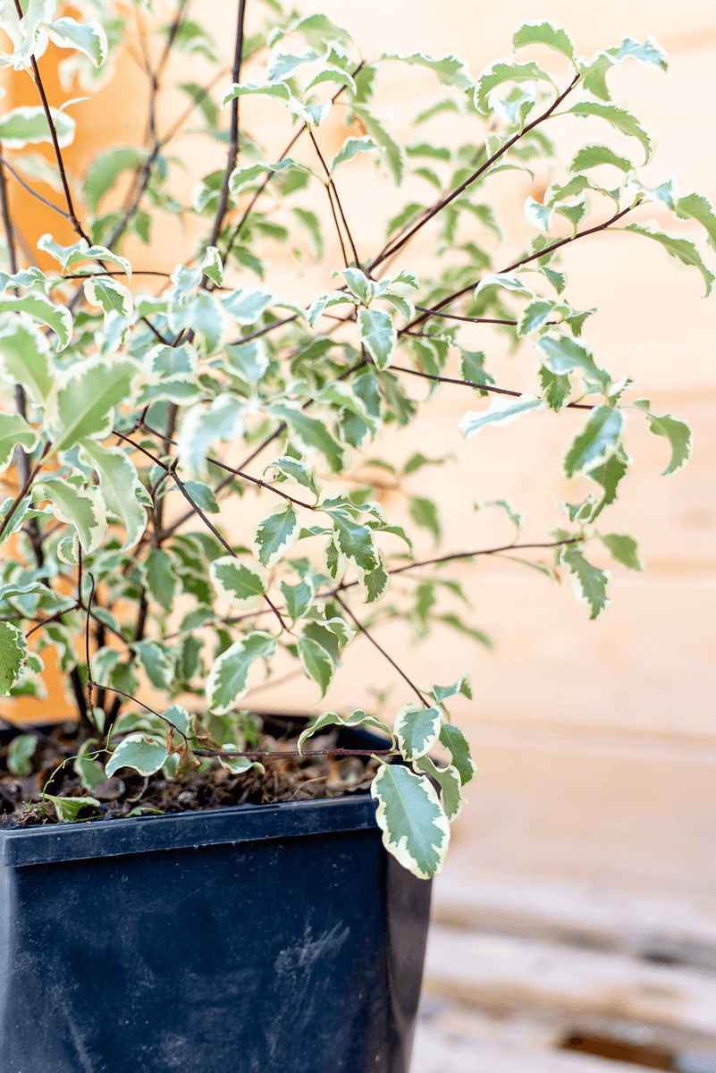 Pittosforo Variegato