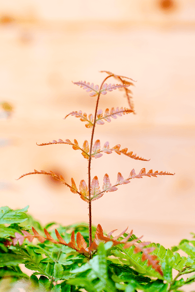 Dryopteris Erythrosora (Felce)