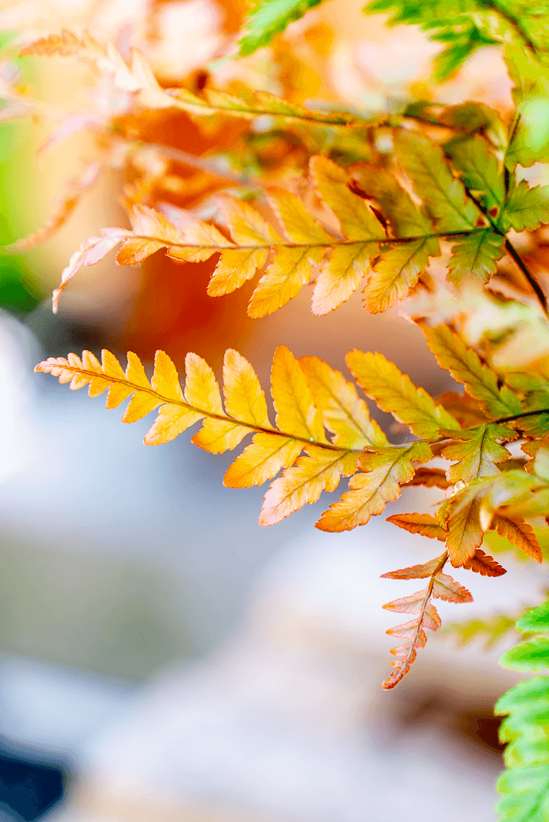 Dryopteris Erythrosora (Felce)