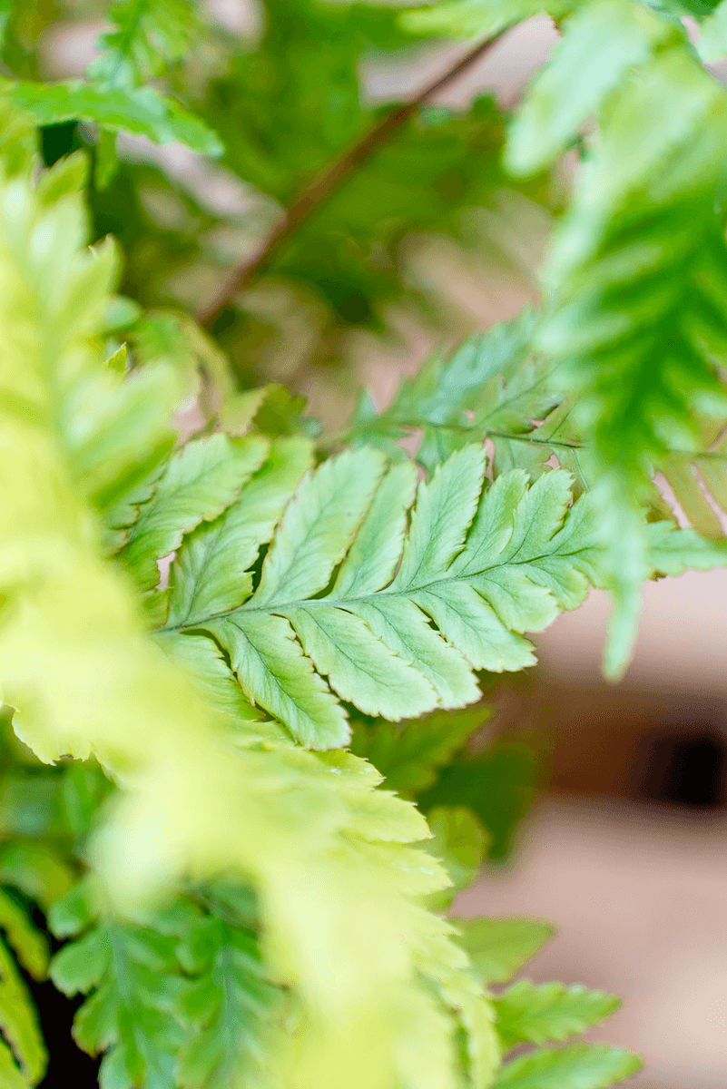 Dryopteris Erythrosora (Felce)