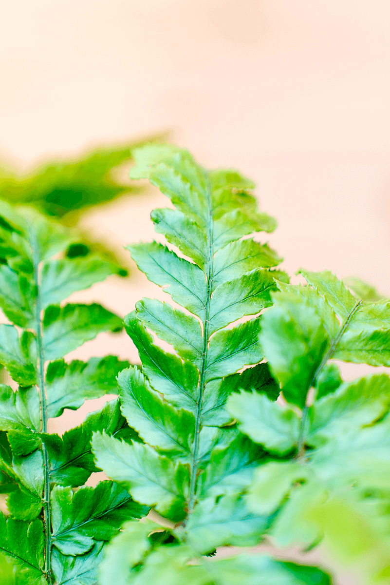 Dryopteris Erythrosora (Felce)