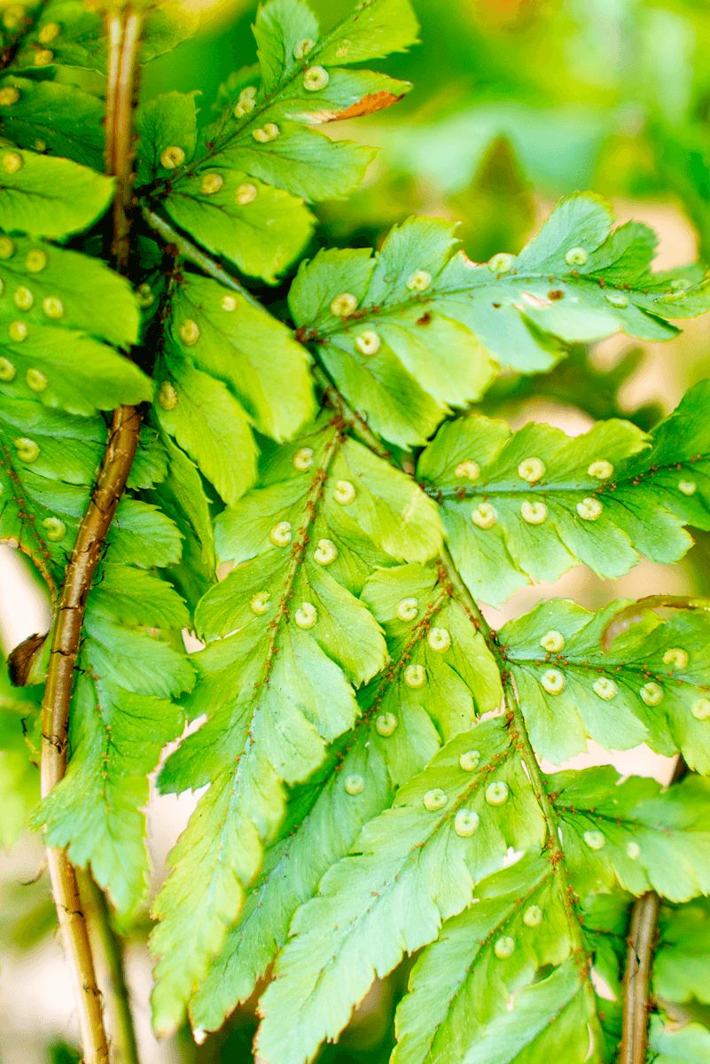 Dryopteris Erythrosora (Felce)