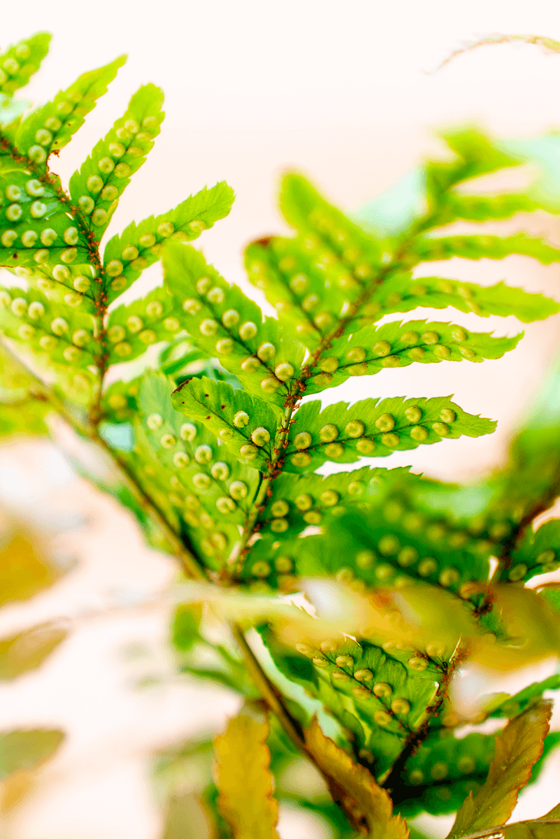 Dryopteris Erythrosora (Felce)