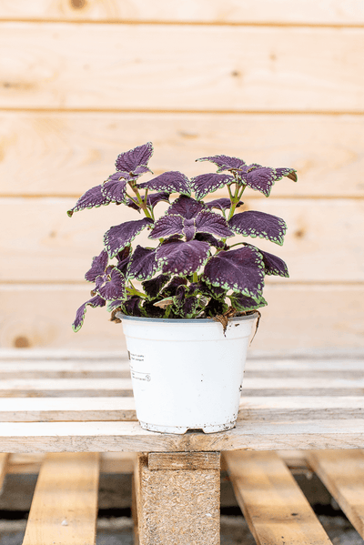 Coleus