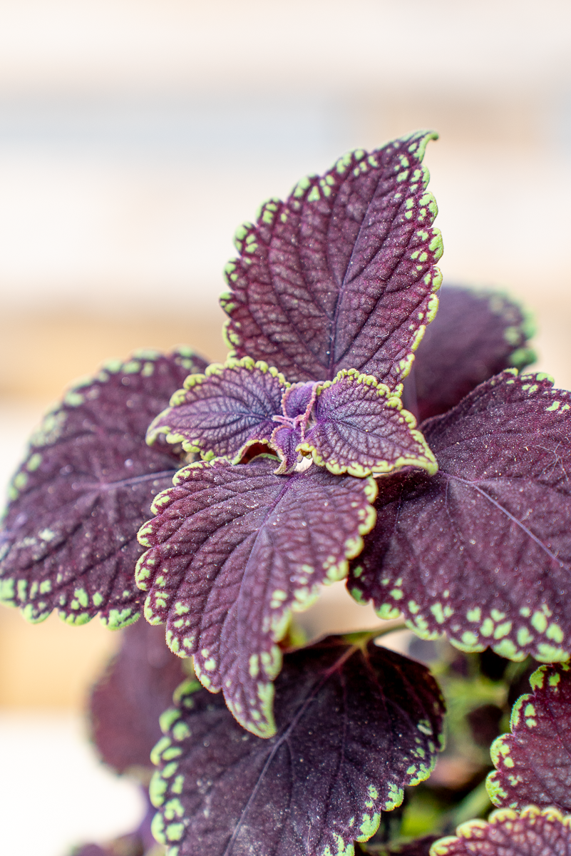 Coleus