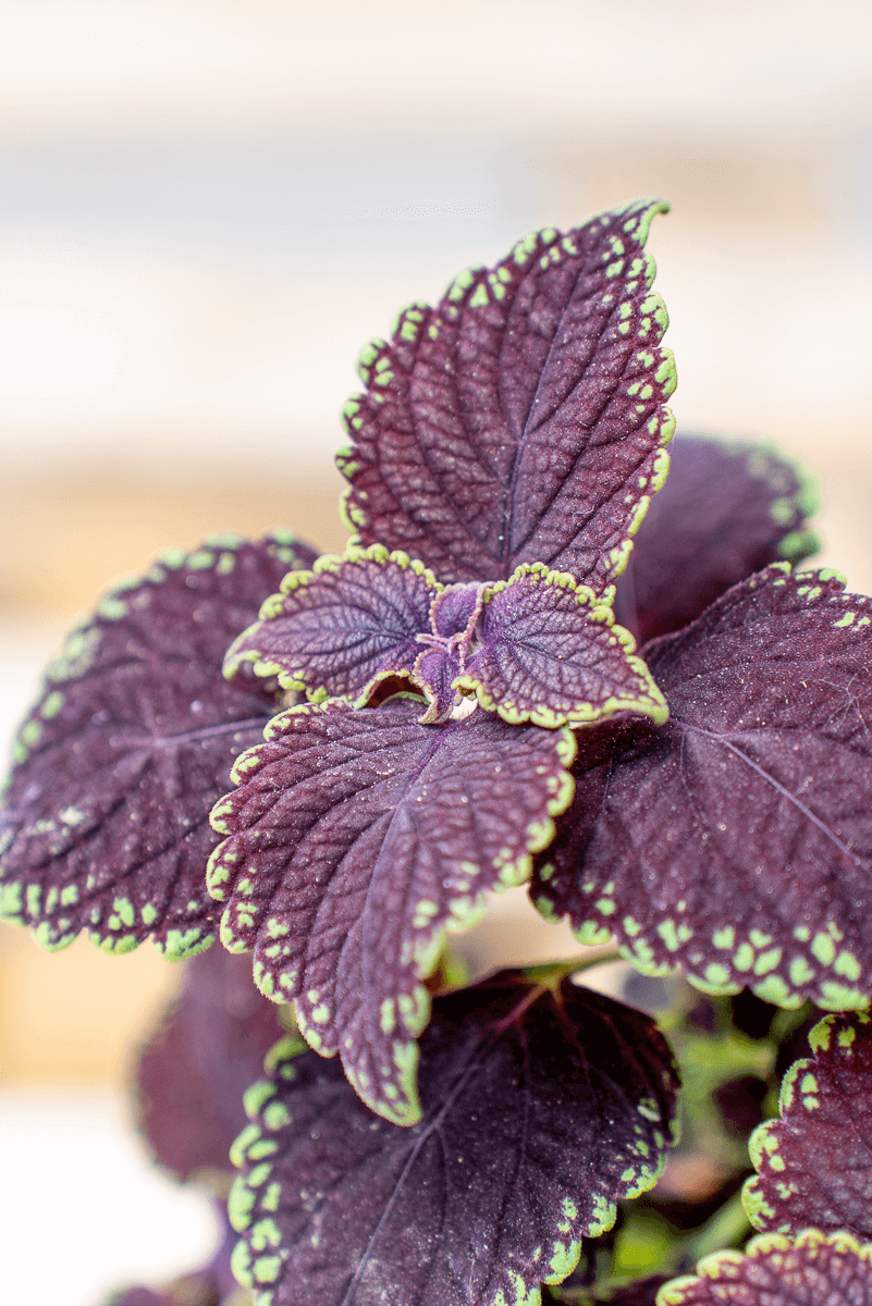 Coleus
