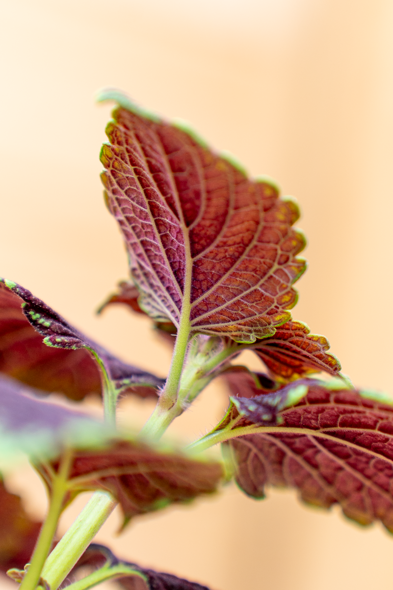 Coleus