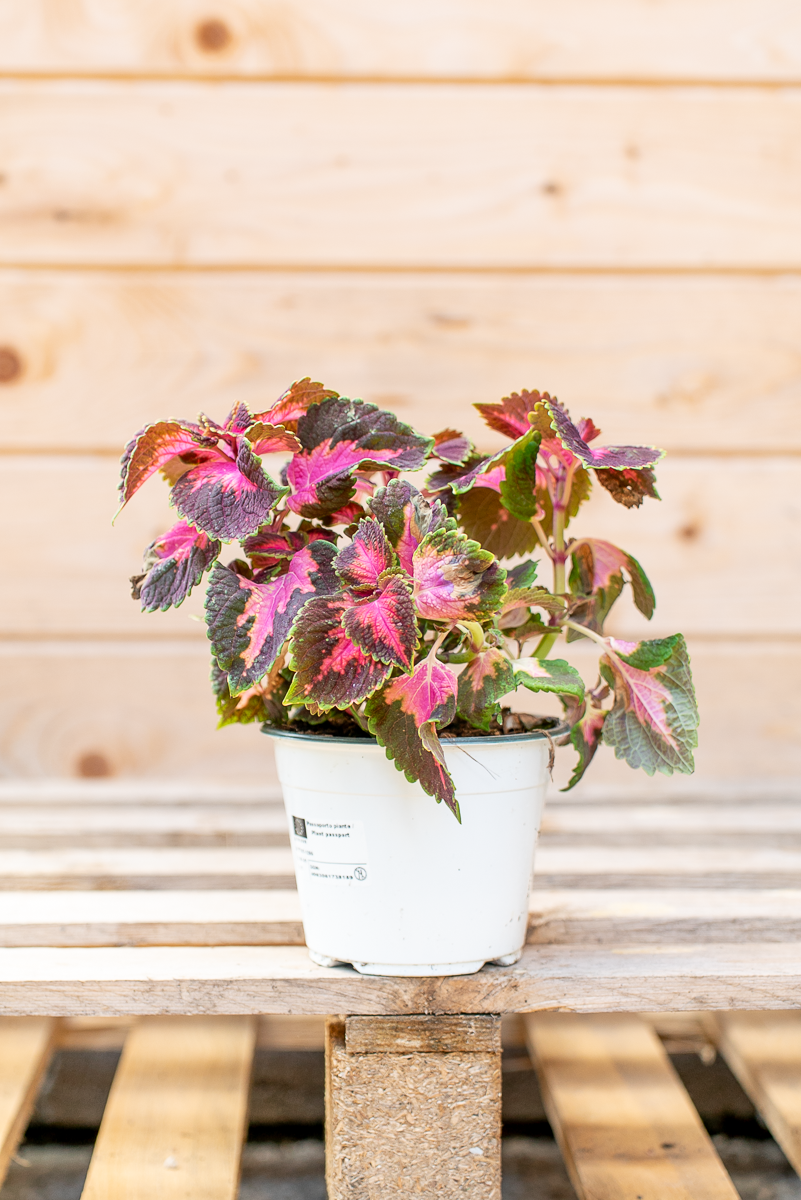 Coleus
