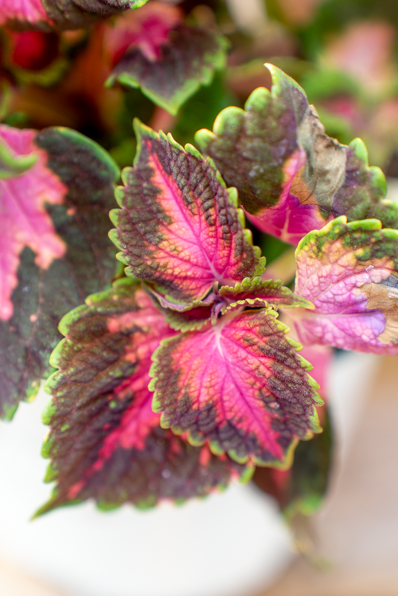 Coleus