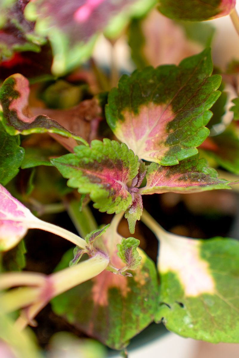 Coleus