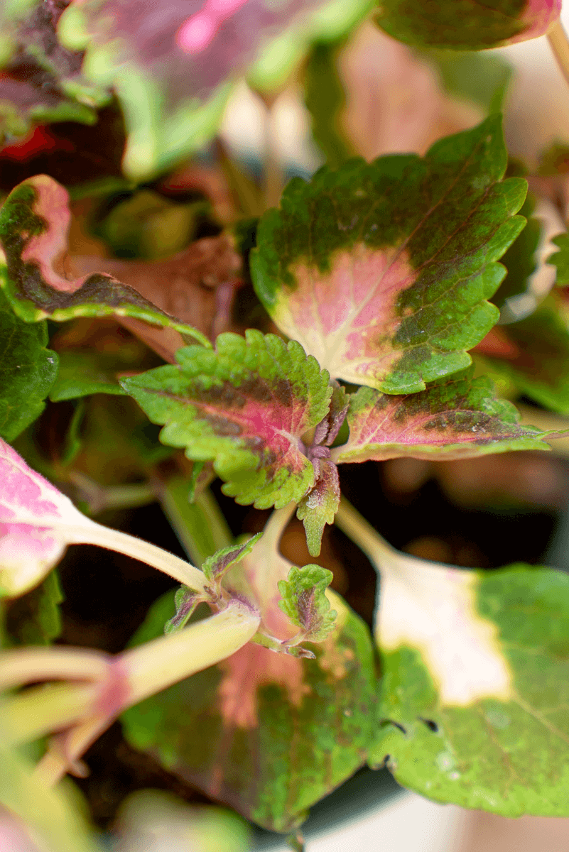Coleus