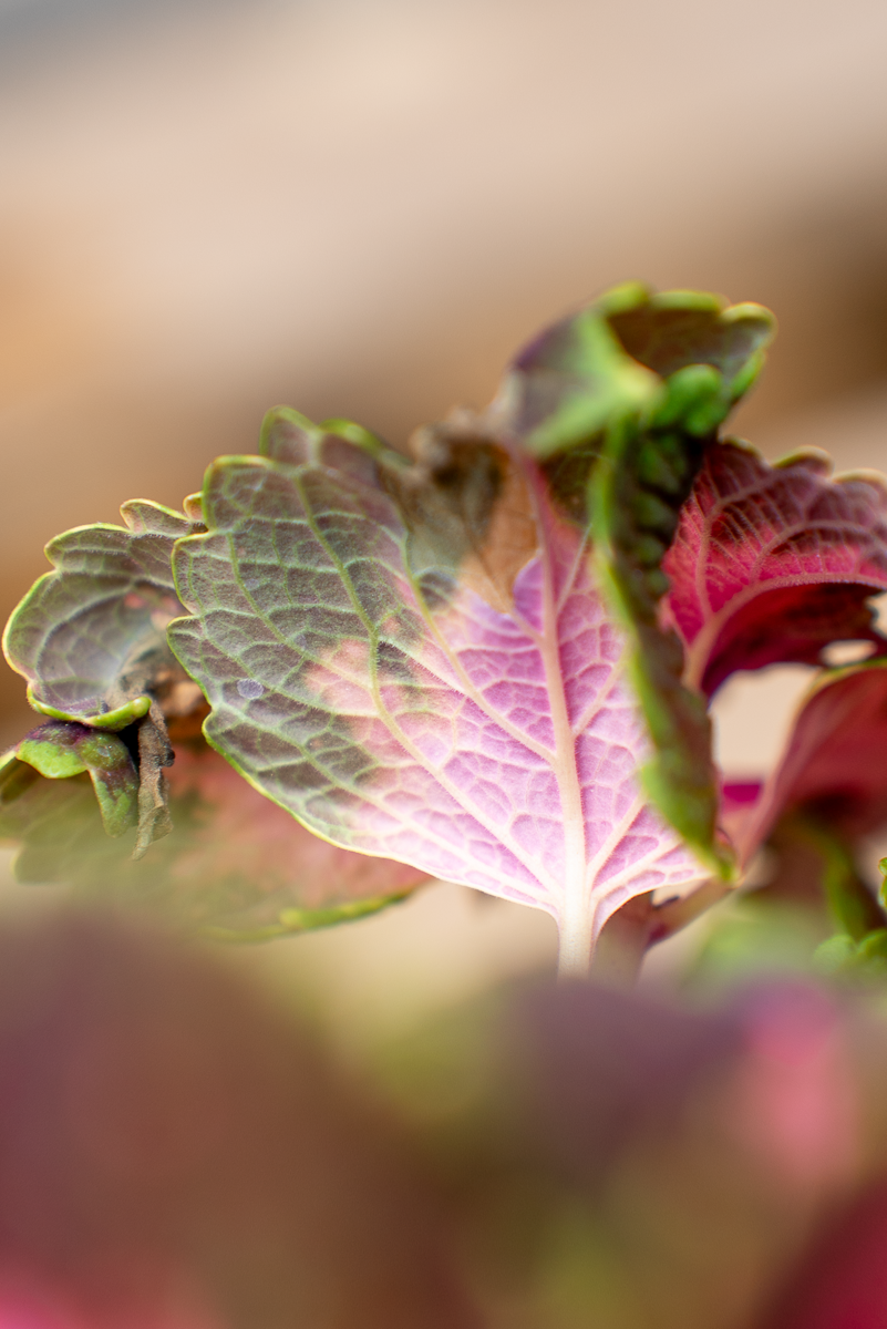 Coleus