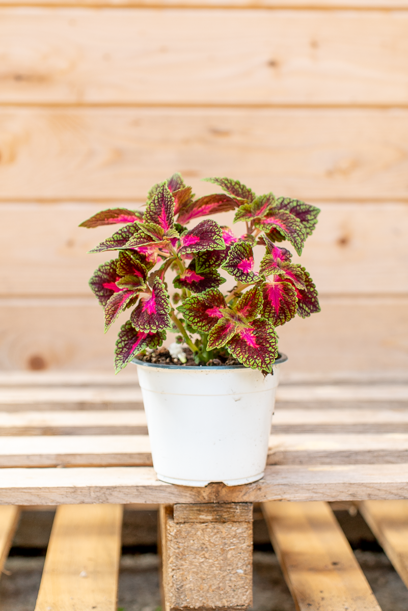Coleus