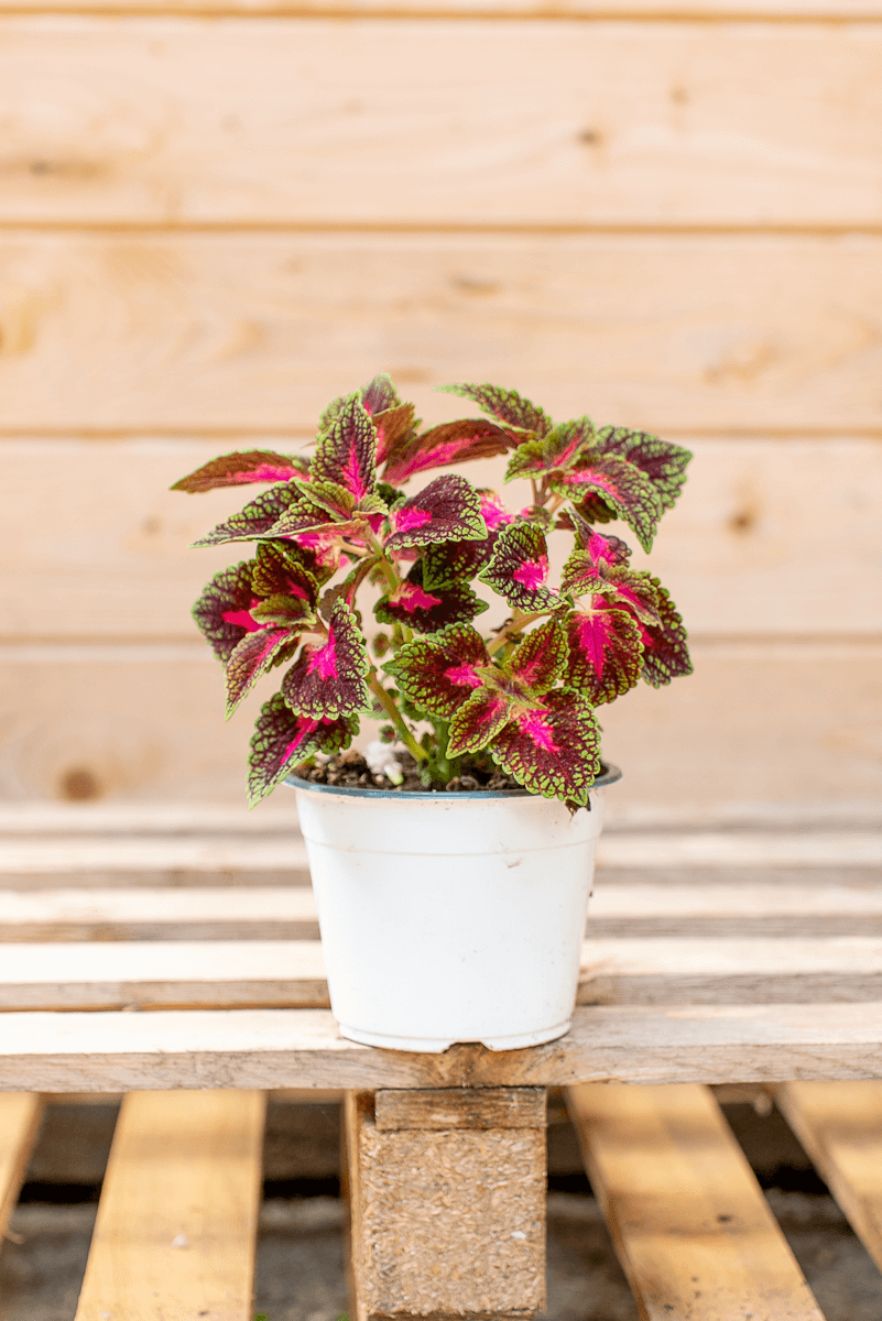 Coleus