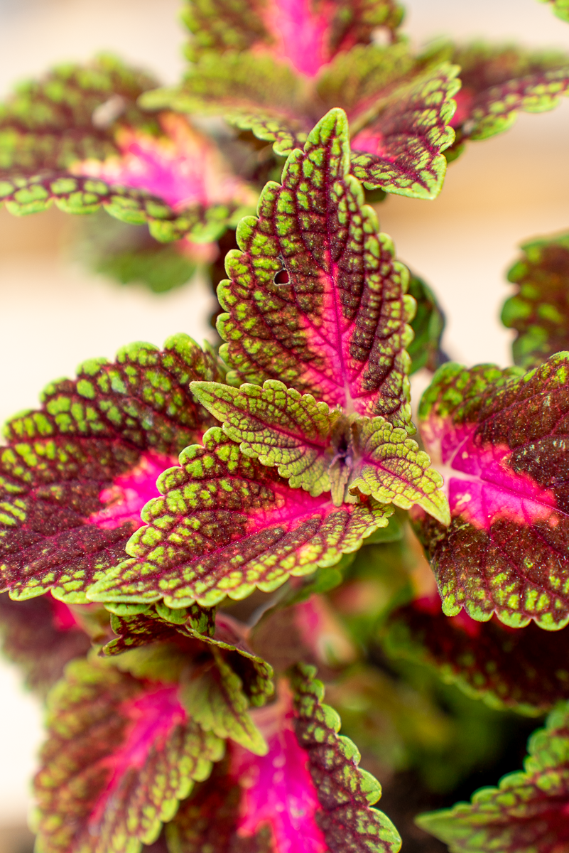 Coleus