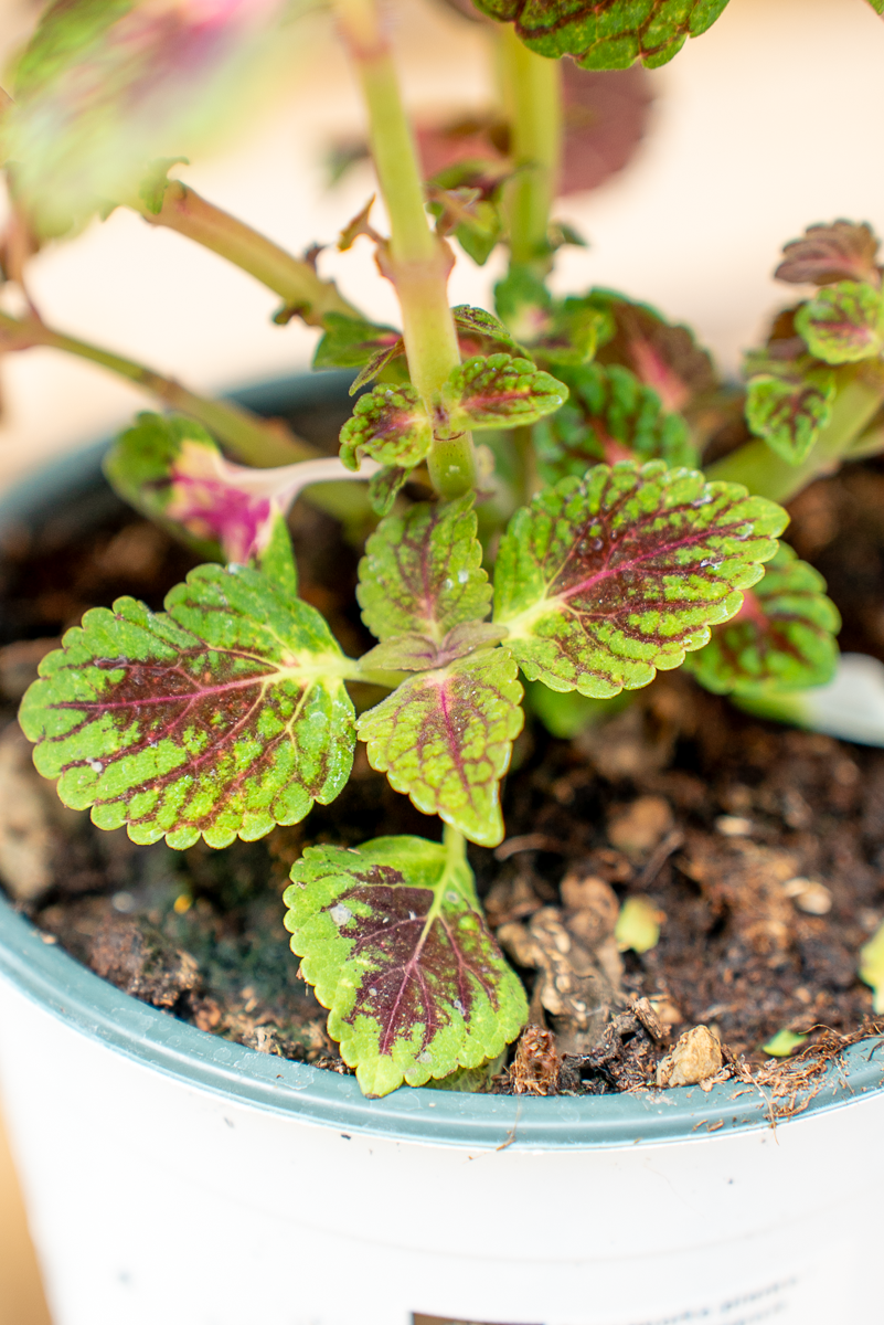 Coleus