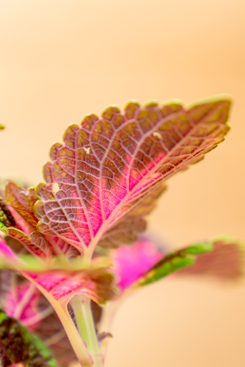 Coleus