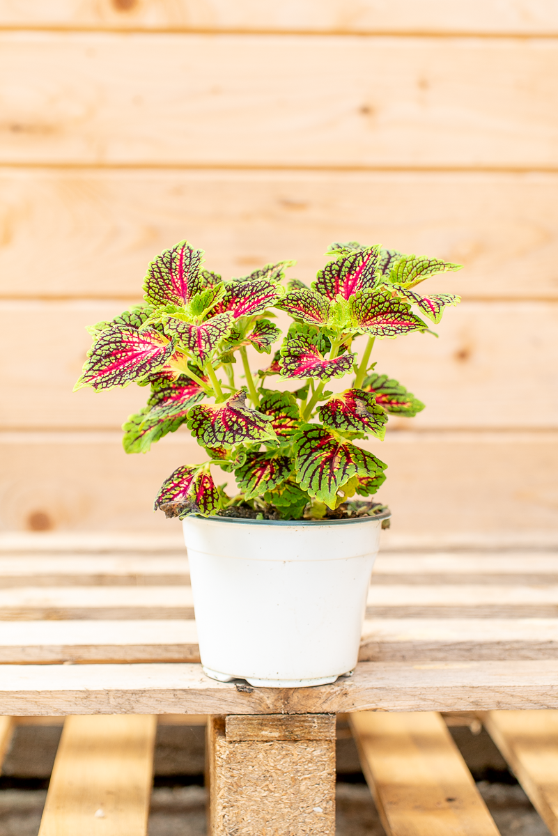 Coleus