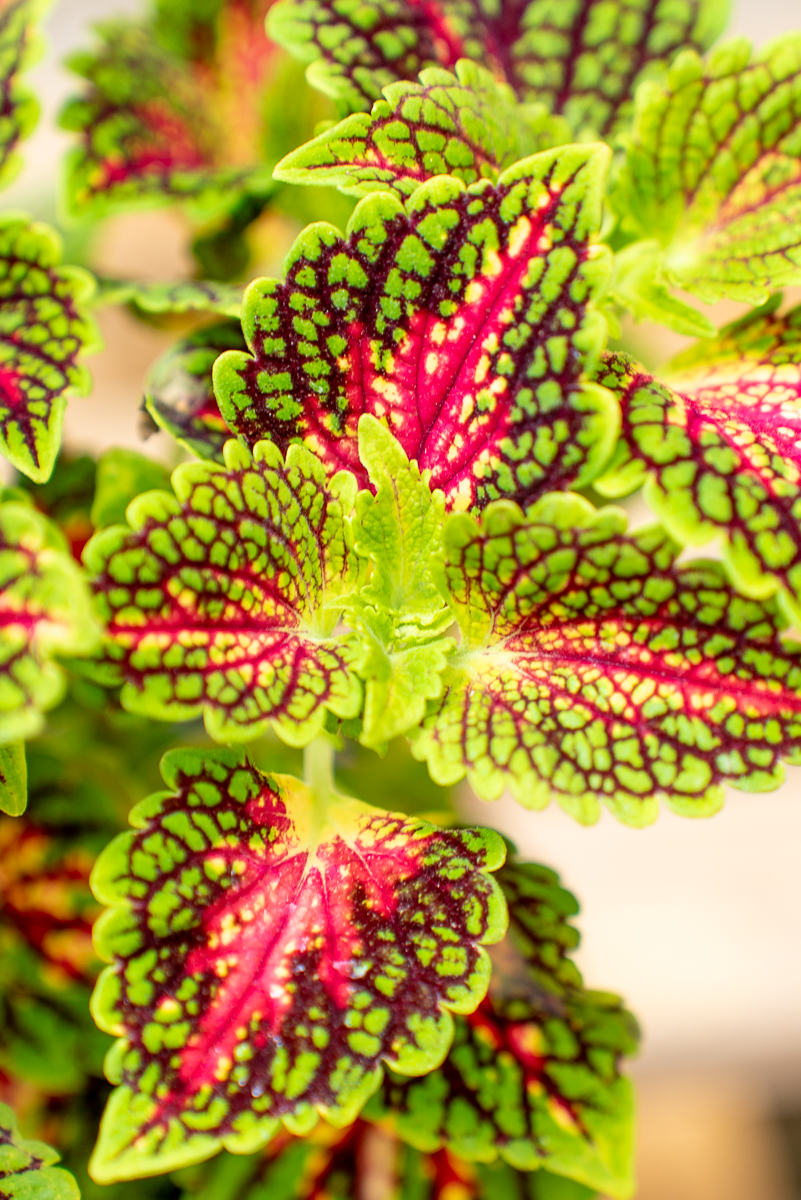 Coleus