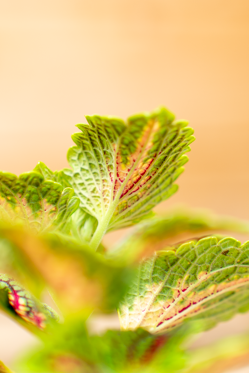 Coleus