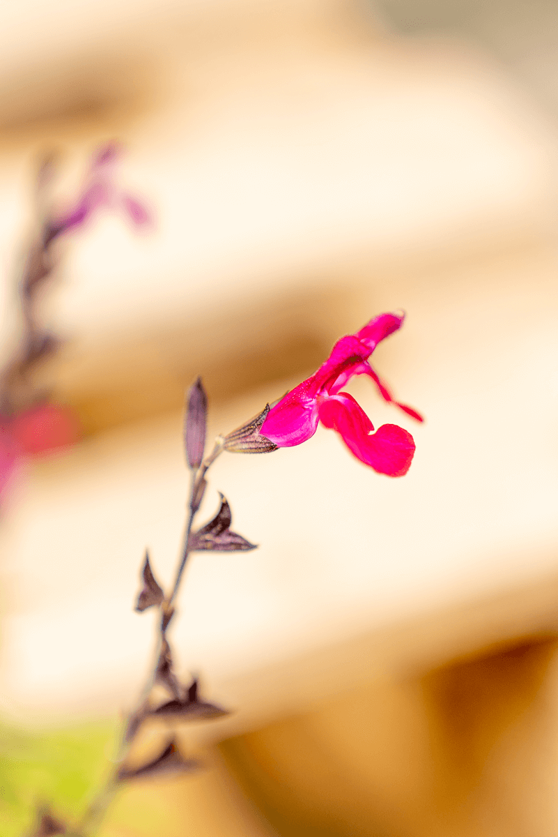 Salvia Gregii