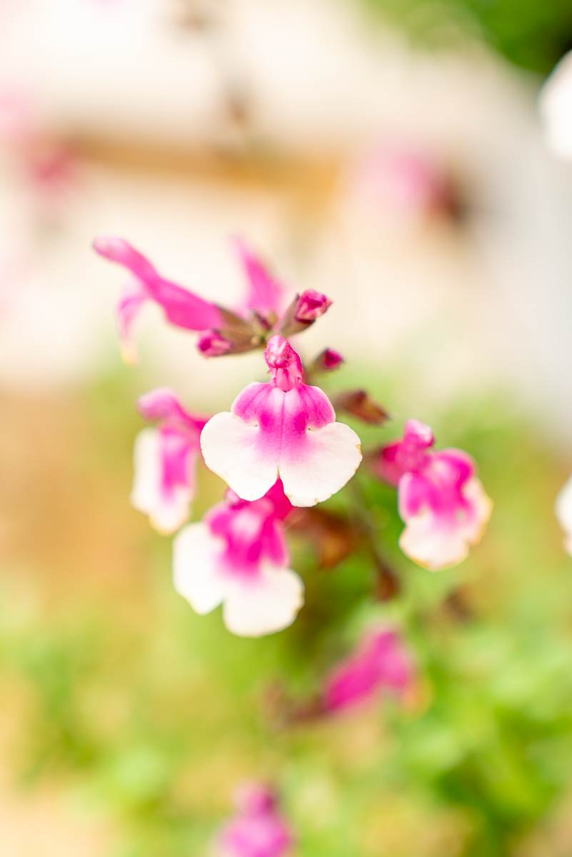 Salvia Gregii