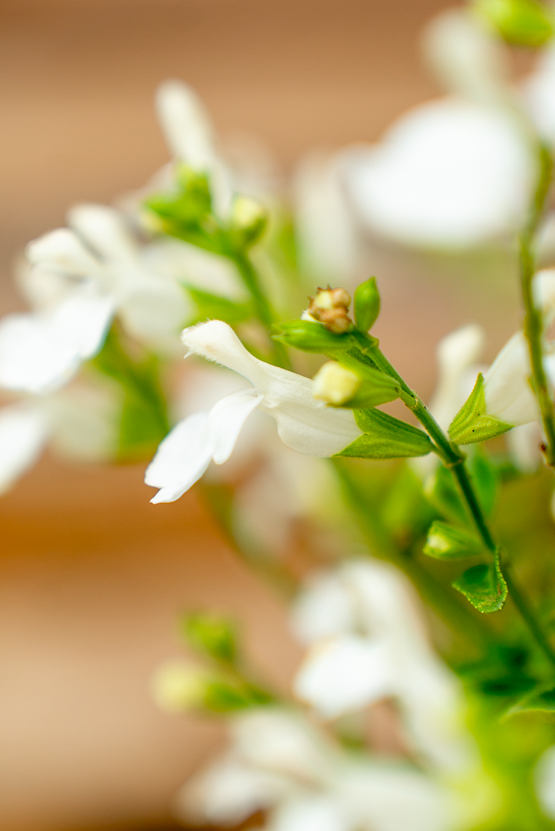 Salvia Gregii