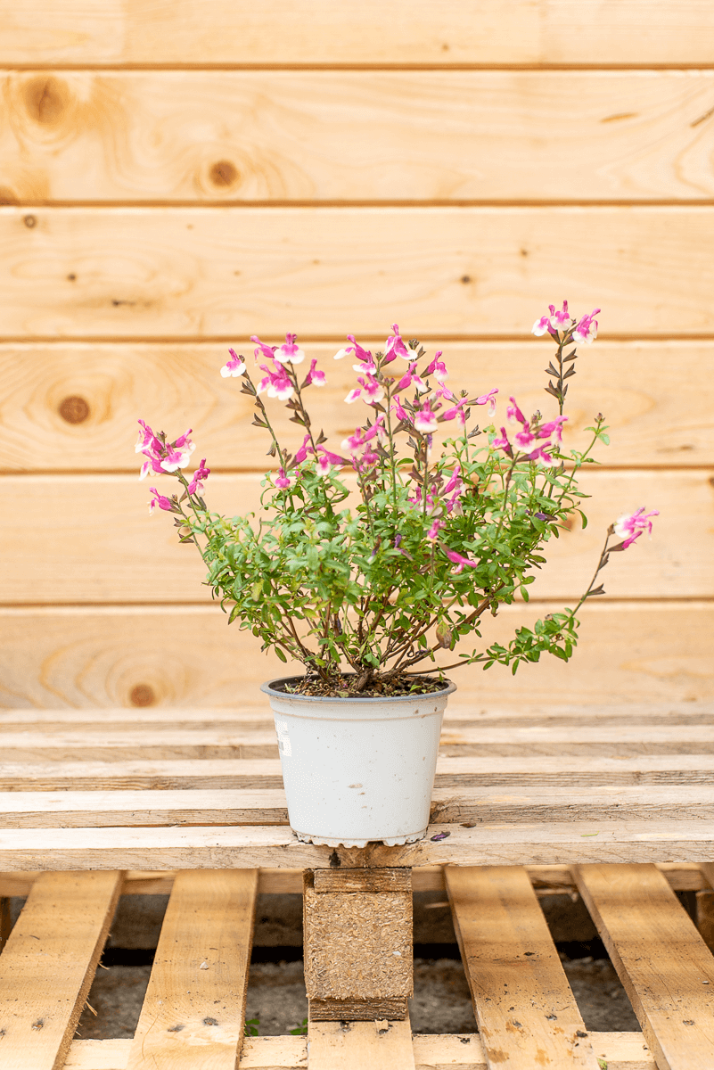 Salvia Gregii
