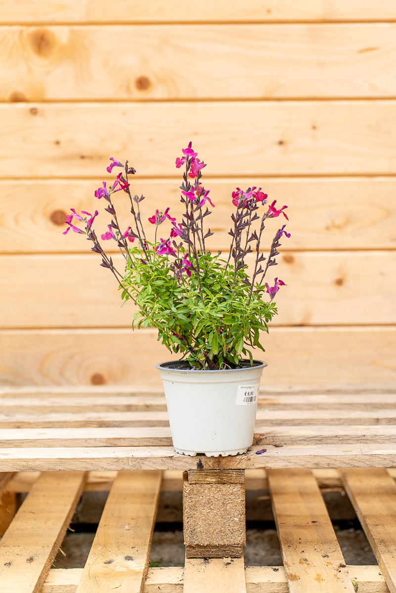 Salvia Gregii