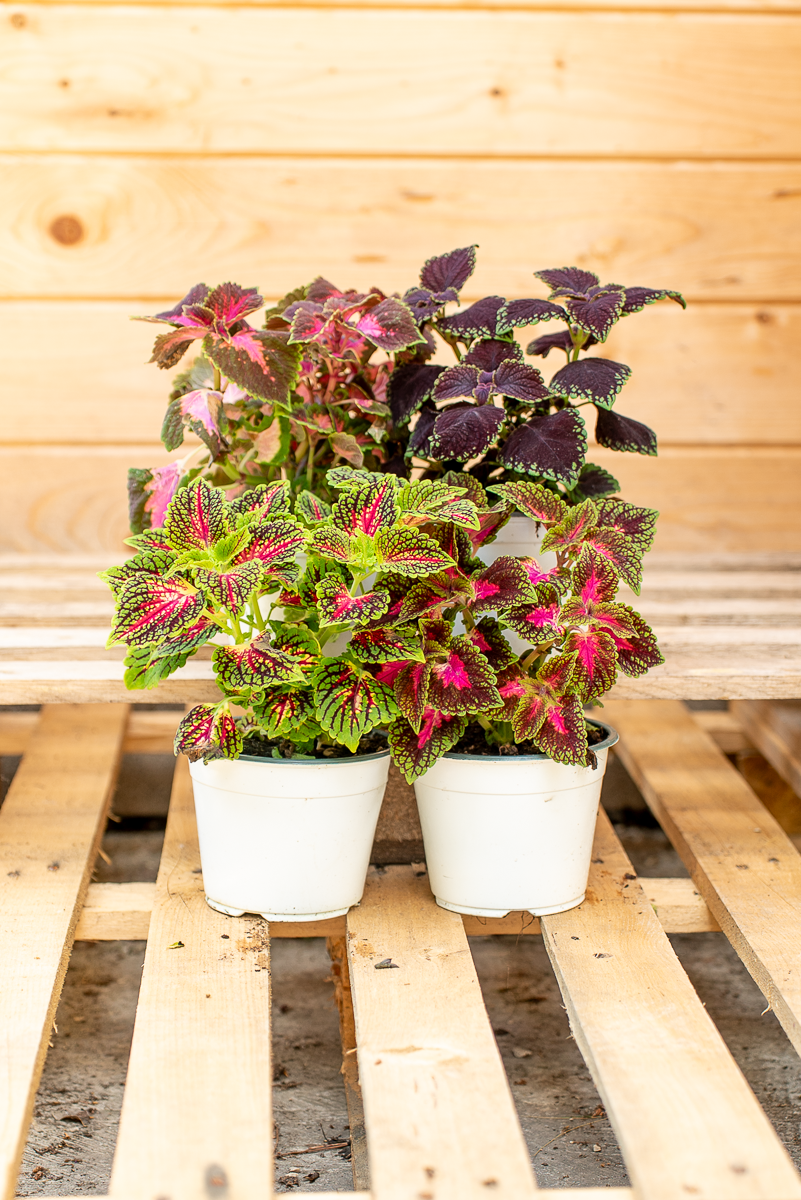 Coleus