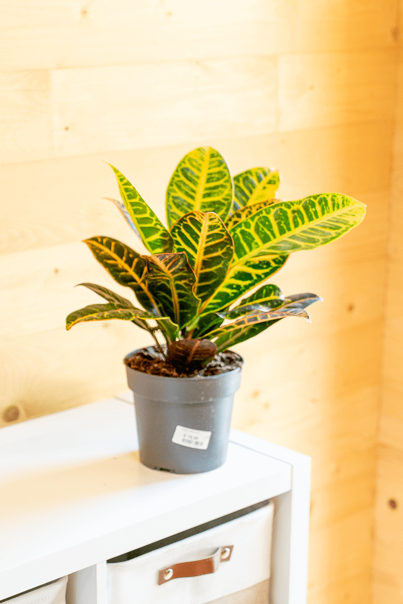 Croton Variegato