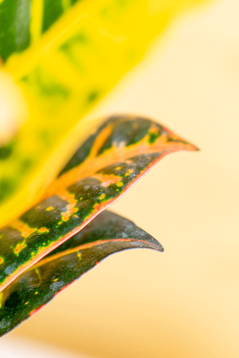 Croton Variegato