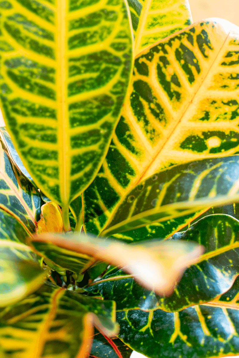 Croton Variegato