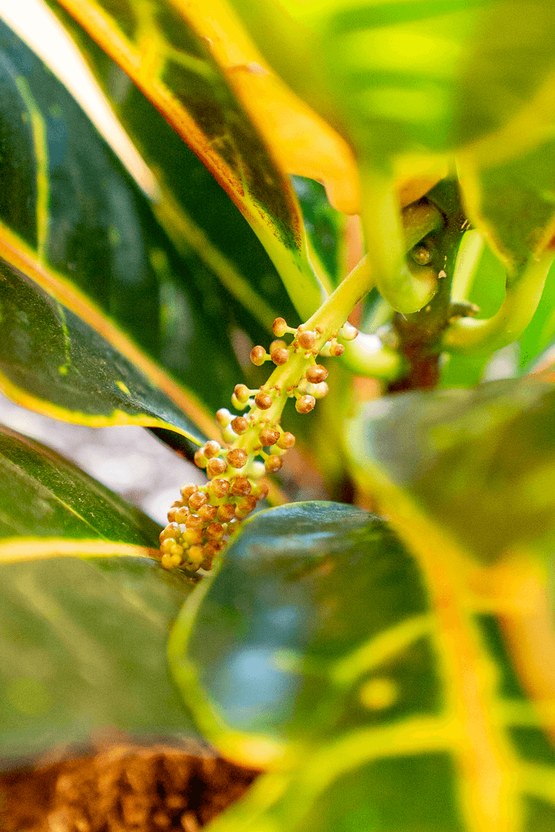 Croton Variegato