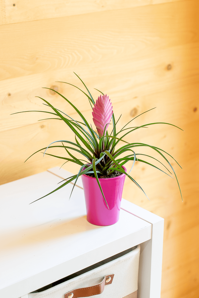 Tillandsia Cyanea Con Vaso