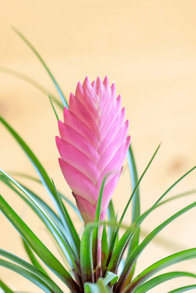 Tillandsia Cyanea Con Vaso