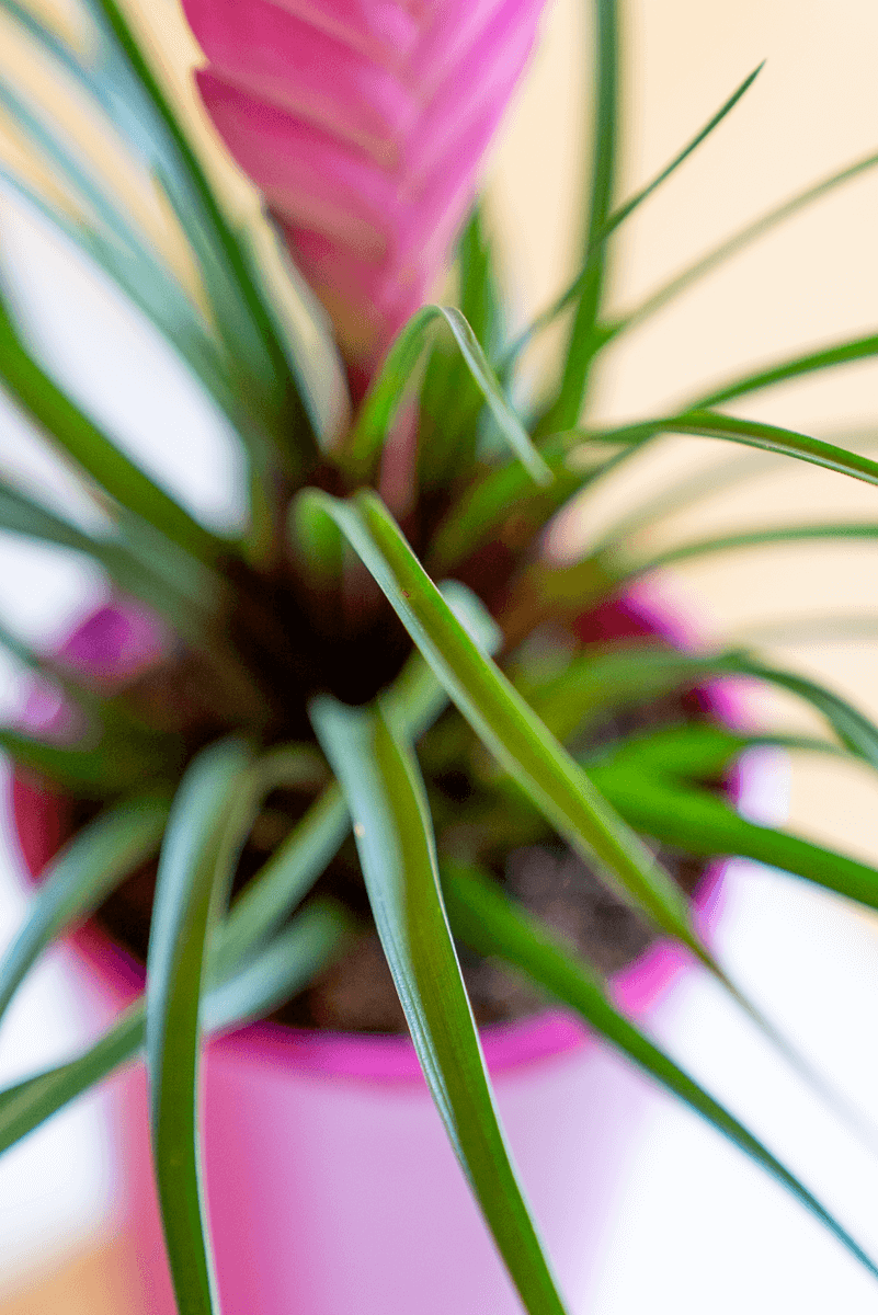 Tillandsia Cyanea Con Vaso