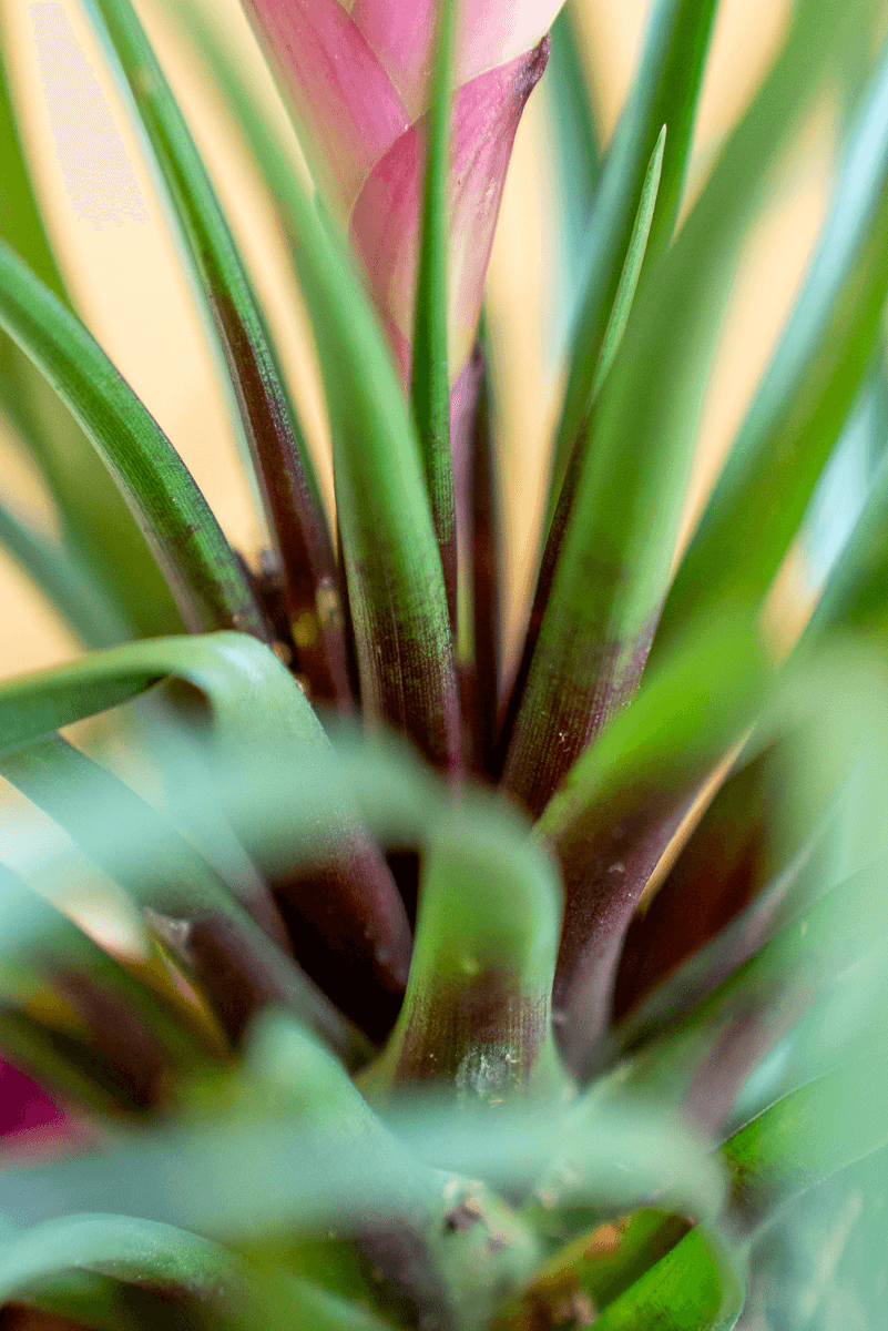 Tillandsia Cyanea Con Vaso