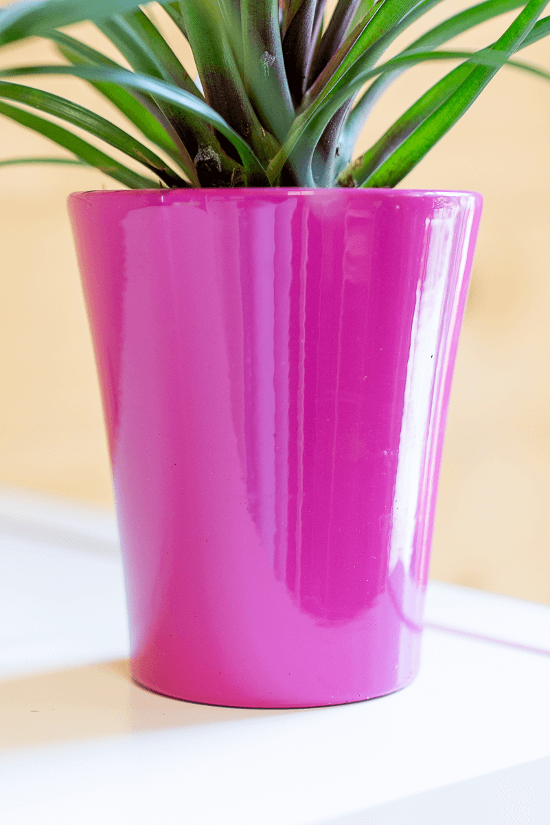 Tillandsia Cyanea Con Vaso