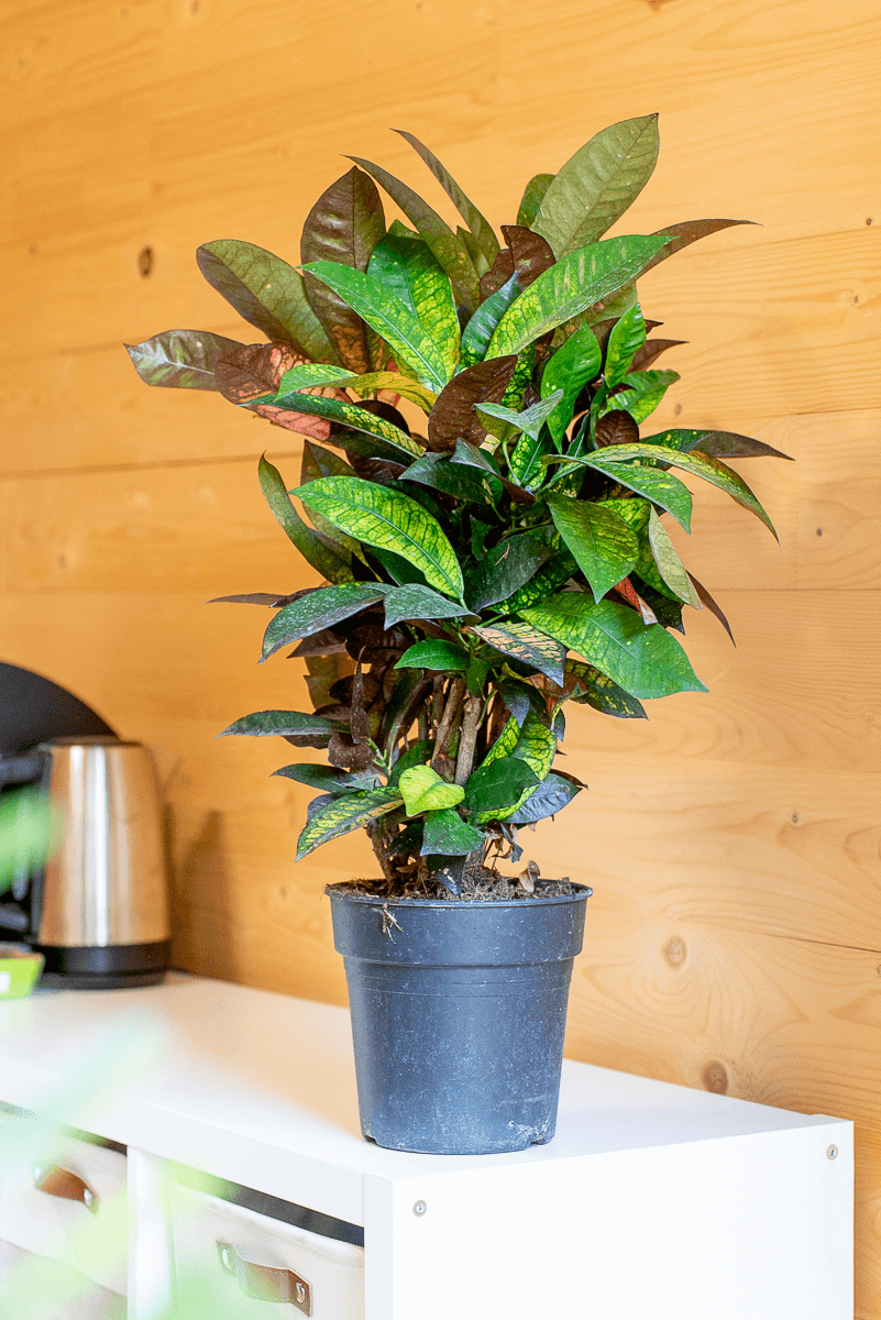 Croton Variegato
