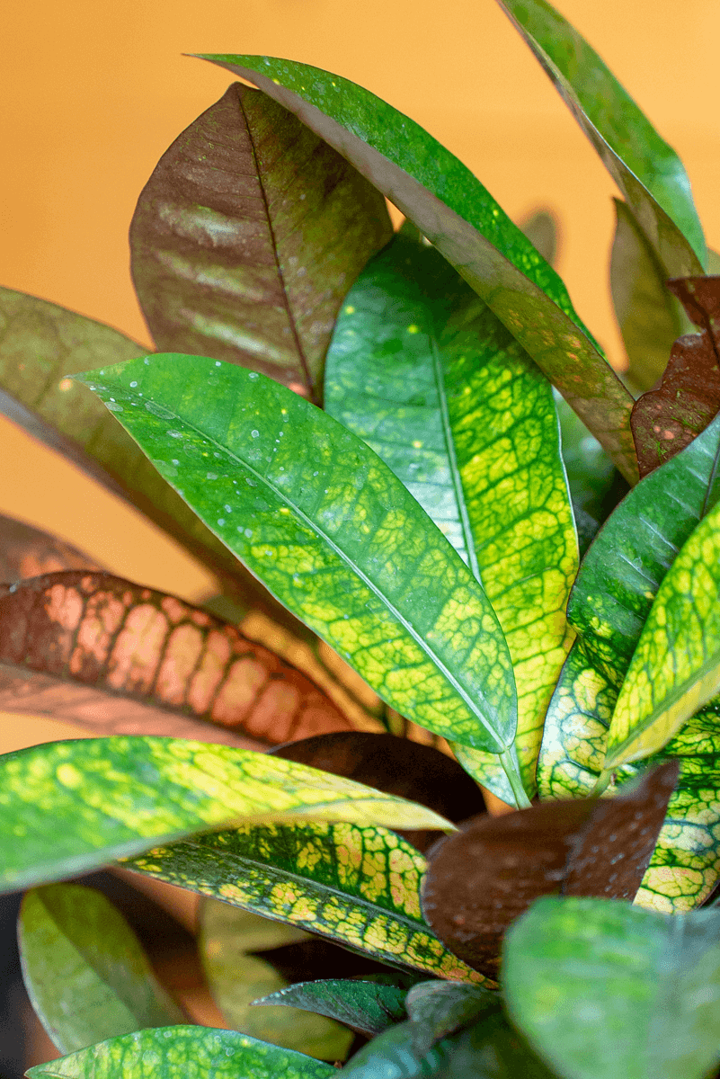 Croton Variegato