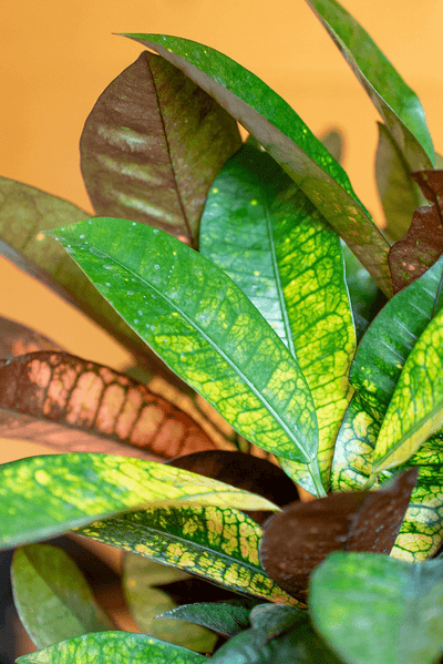 Croton Variegato