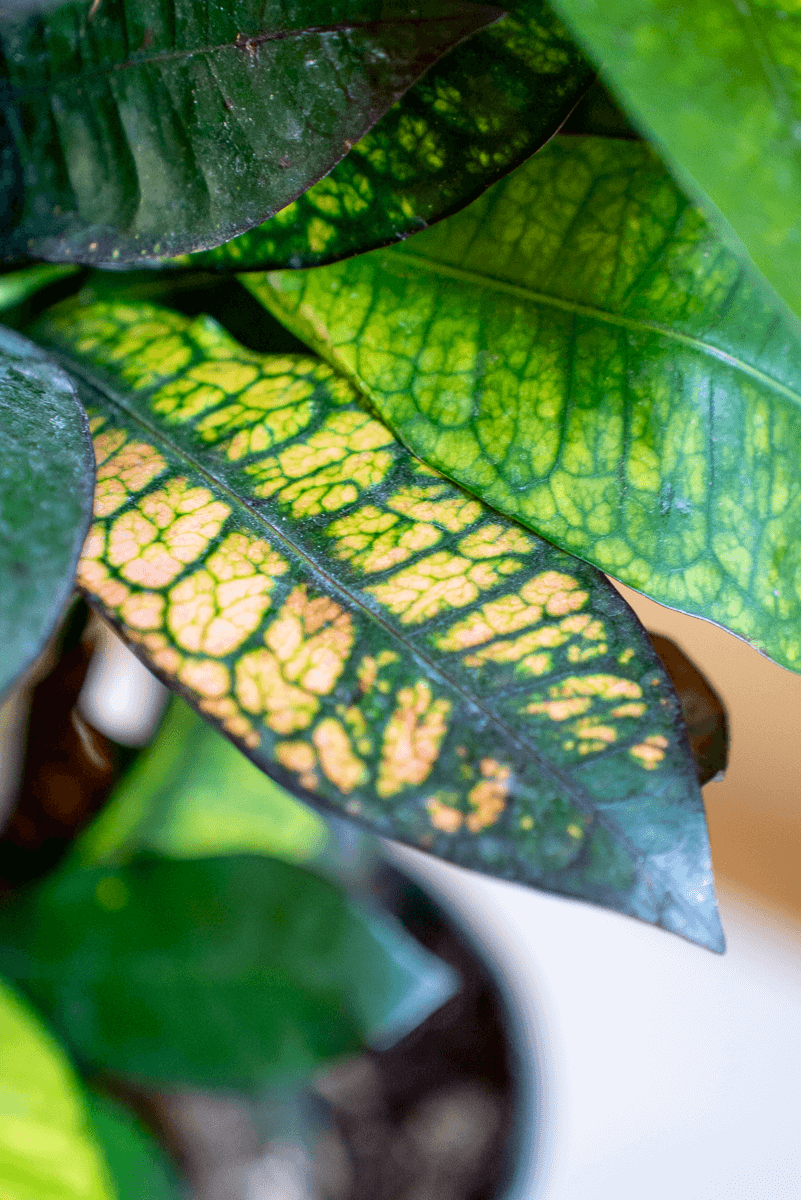 Croton Variegato